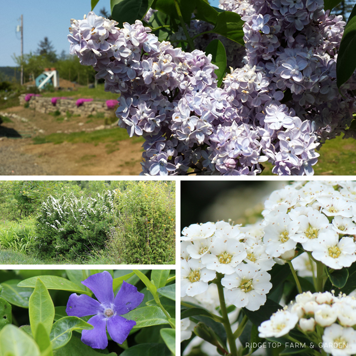 May 2015 Bloom Day backyard