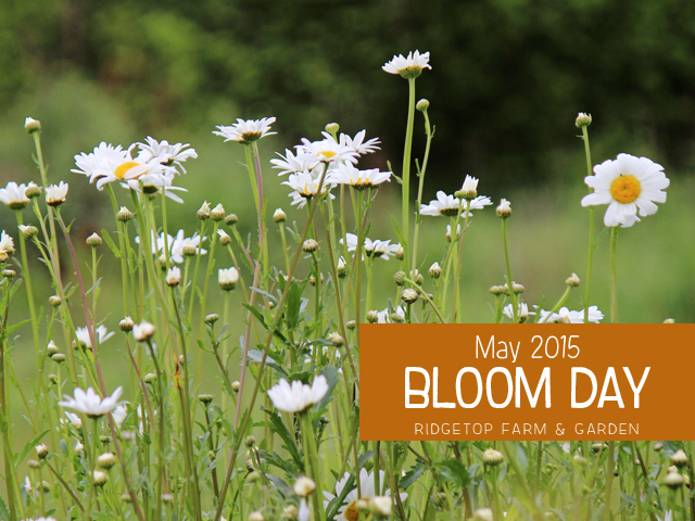 May 2015 Bloom Day title
