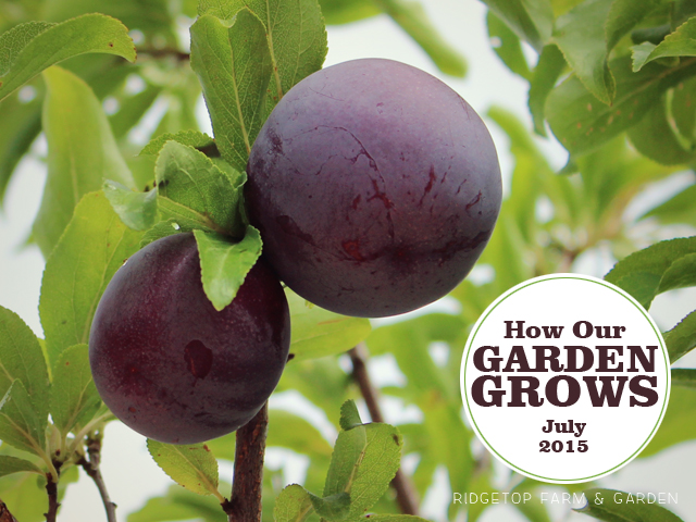 Garden Grows July2015 title