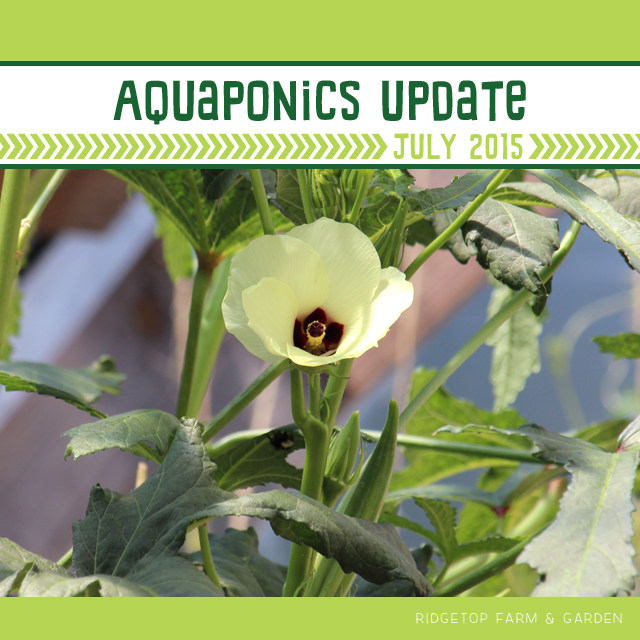 Ridgetop Farm & Garden | Aquaponics Update | July 2015