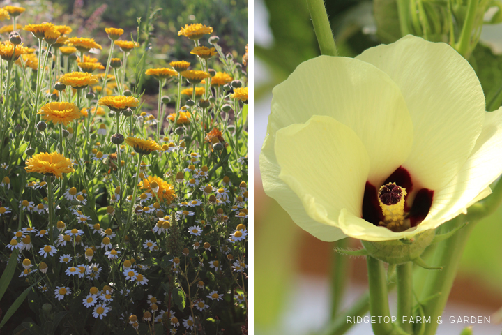Ridgetop Farm & Garden | Bloom Day | July 2015