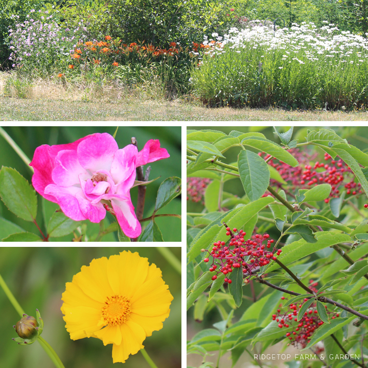 Ridgetop Farm & Garden | Bloom Day | July 2015 | Back Yard