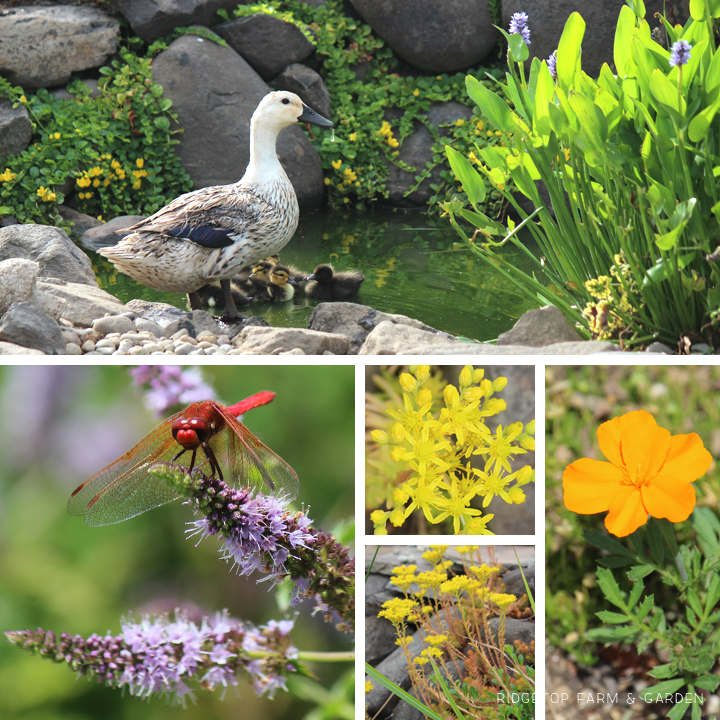 Ridgetop Farm & Garden | Bloom Day | July 2015 | Front Yard Pond