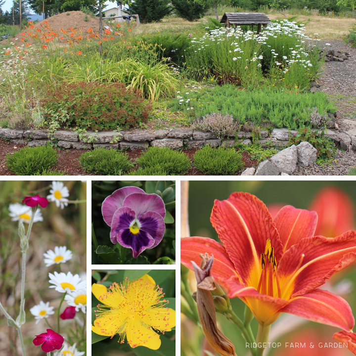 Ridgetop Farm & Garden | Bloom Day | July 2015 |Front Yard