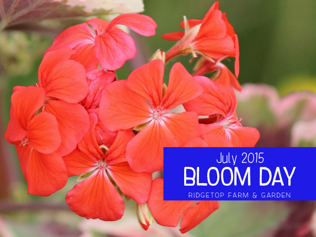 Ridgetop FArm & Garden | Bloom Day | July 2015