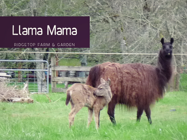 Llama Mama title