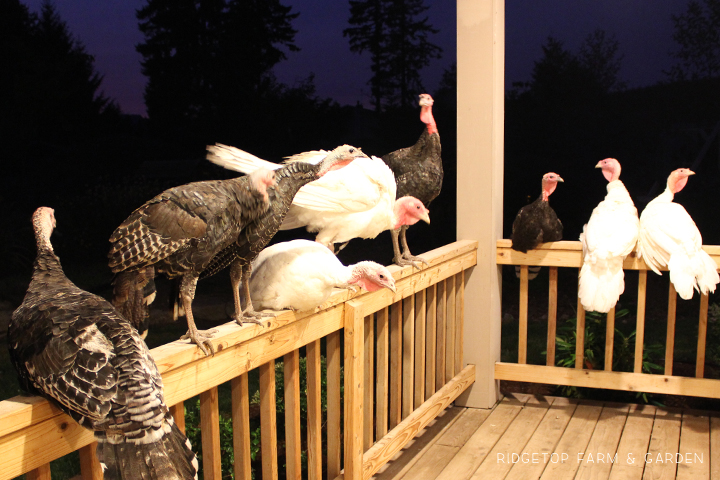Ridgetop Farm & Garden | Porch Turkeys