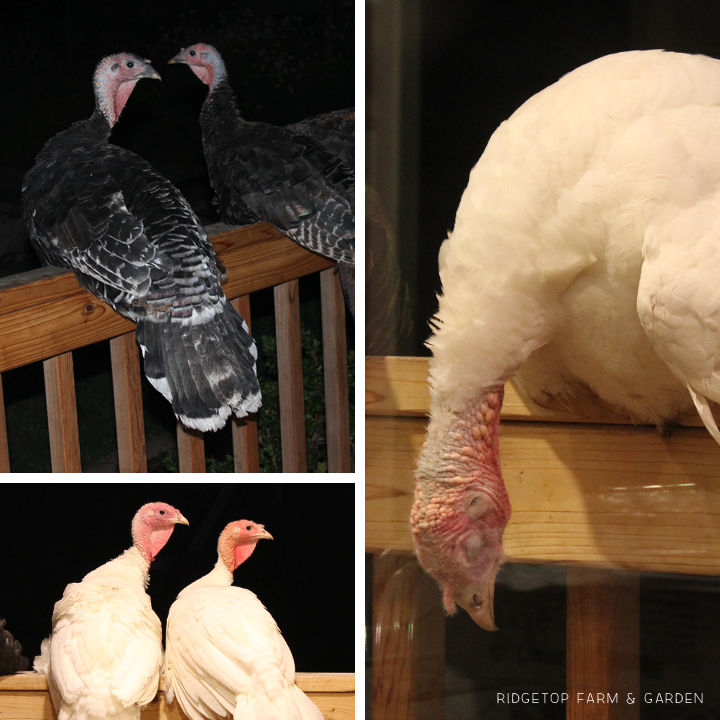 Ridgetop Farm & Garden | Porch Turkeys