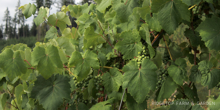 Ridgetop Farm & Garden | How Our Garden Grows | August 2015 | Grapes