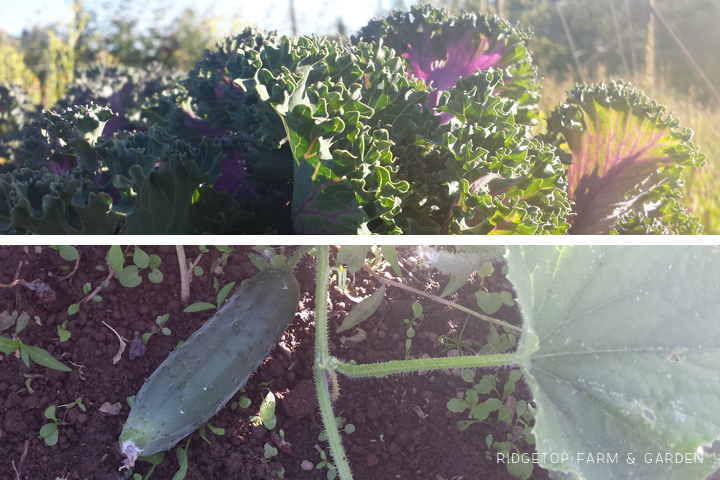 Ridgetop Farm & Garden | How Our Garden Grows | August 2015