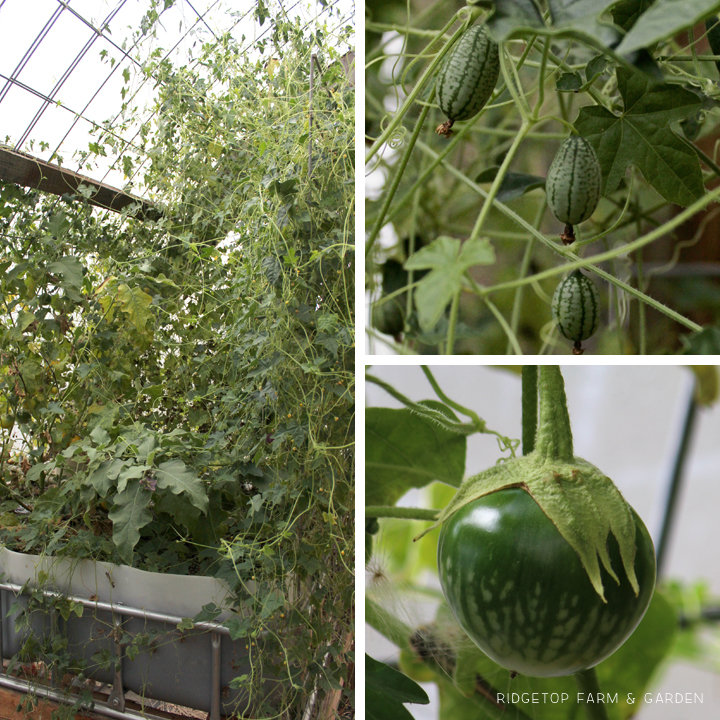 Ridgetop Farm and Garden | Aquaponics |September 2015 | Mexican Sour Gherkins | Eggplant