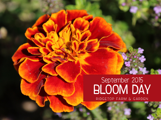 BloomDay-Sept2015_title