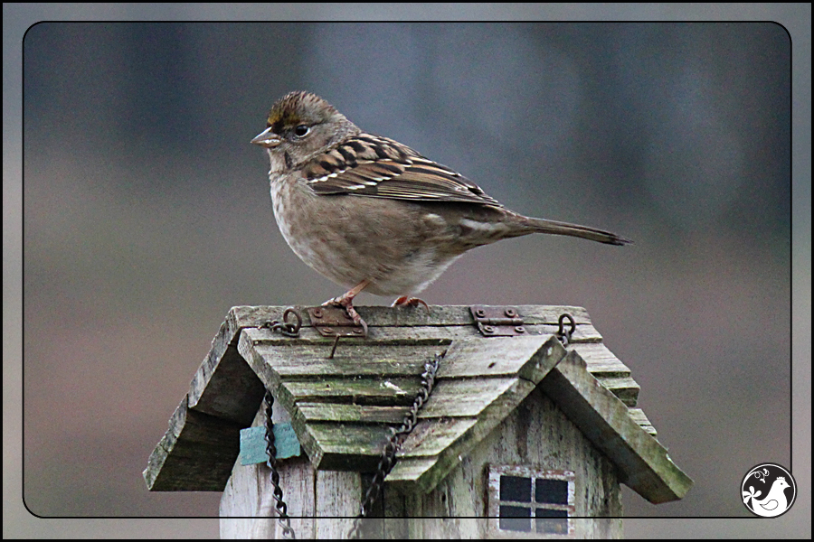 Ridgetop Farm and Garden | Great Backyard Bird Count | Golden-crowned Sparrow