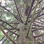 31 Days in Oregon: Magness Memorial Tree Farm