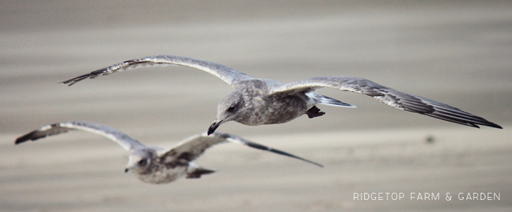 Ridgetop Farm and Garden | 31 Days in Oregon | Cannon Beach