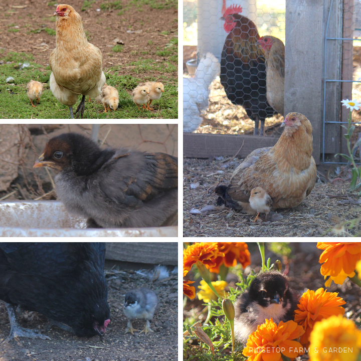 Ridgetop Farm and Garden | 2015 Recap