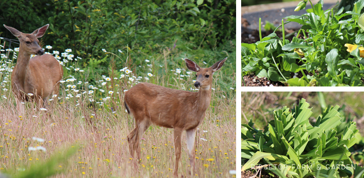 Ridgetop Farm and Garden | 2015 Recap