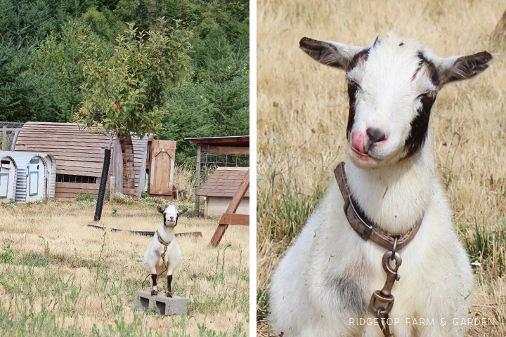 Ridgetop Farm & Garden | What the Goats Have Been Doing | Nigerian Dwarf Goat