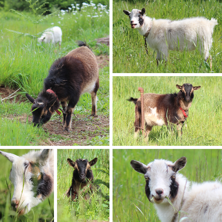 Ridgetop Farm & Garden | What the Goats Have Been Doing | Nigerian Dwarf Goat