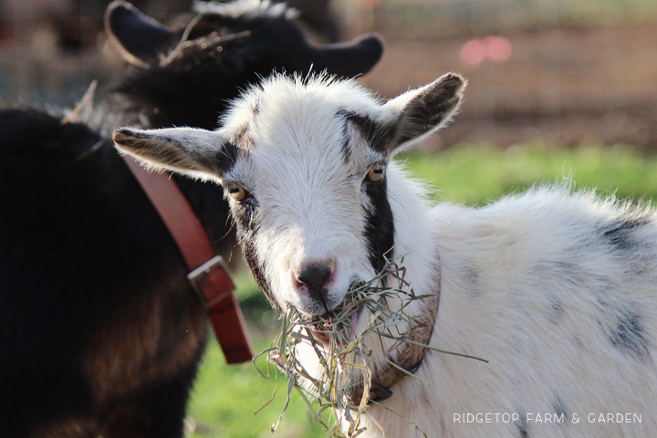 Ridgetop Farm & Garden | What the Goats Have Been Doing | Nigerian Dwarf Goat