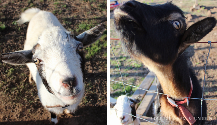 Ridgetop Farm & Garden | What the Goats Have Been Doing | Nigerian Dwarf Goat