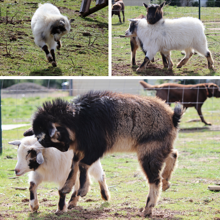 Ridgetop Farm & Garden | What the Goats Have Been Doing | Nigerian Dwarf Goat