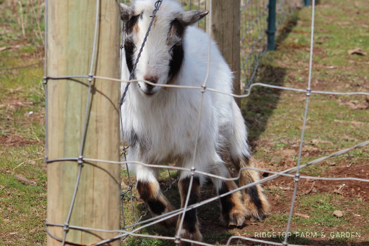 Ridgetop Farm & Garden | What the Goats Have Been Doing | Nigerian Dwarf Goat