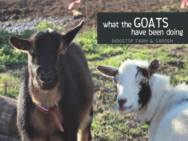 Ridgetop Farm & Garden | What the Goats Have Been Doing | Nigerian Dwarf Goat