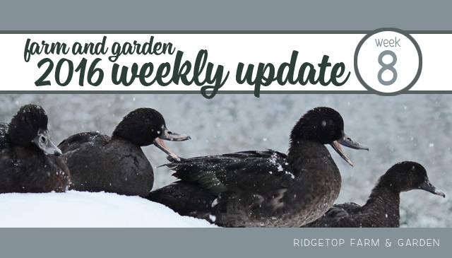 Ridgetop Farm and Garden | 2016 Update | Week 8