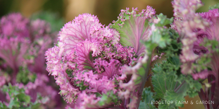 Ridgetop Farm and Garden | Aquaponics Update | February 2016