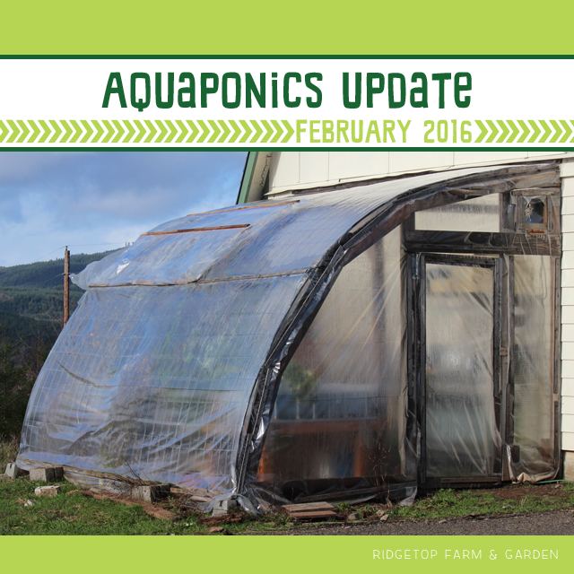 Ridgetop Farm and Garden | Aquaponics Update | February 2016