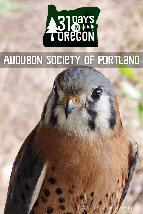 Ridgetop Farm and Garden | 31 Days in Oregon | Audubon Society | Portland