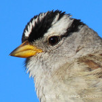 Learning About Bird Beaks