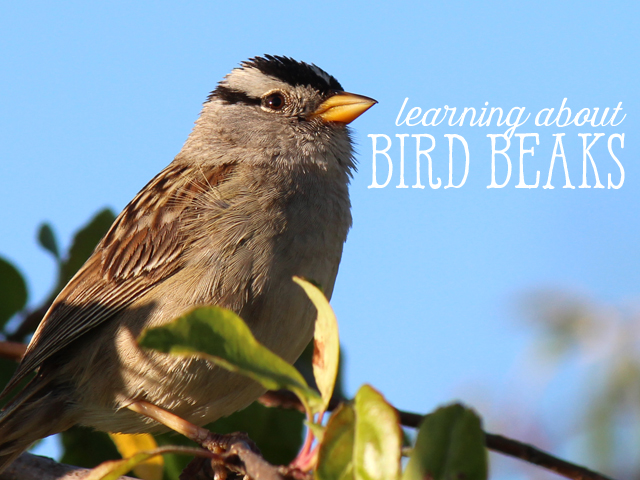 Ridgetop Farm and Garden | Home School | Animal Science | Bird Beaks 