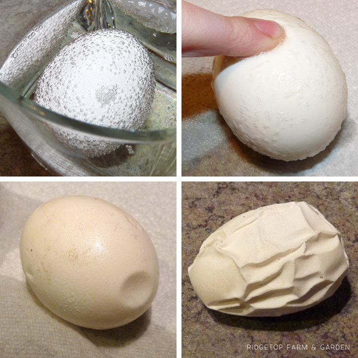 Ridgetop Farm and Garden | Home School | Animal Studies | Bird Eggs