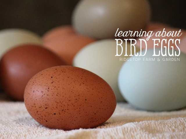 Ridgetop Farm and Garden | Home School | Animal Studies | Bird Eggs