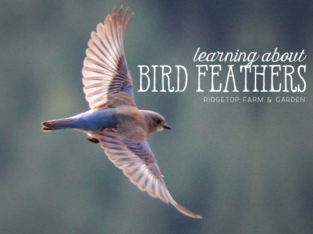 Ridgetop Farm and Garden | Home School | Animal Studies | Bird Feathers