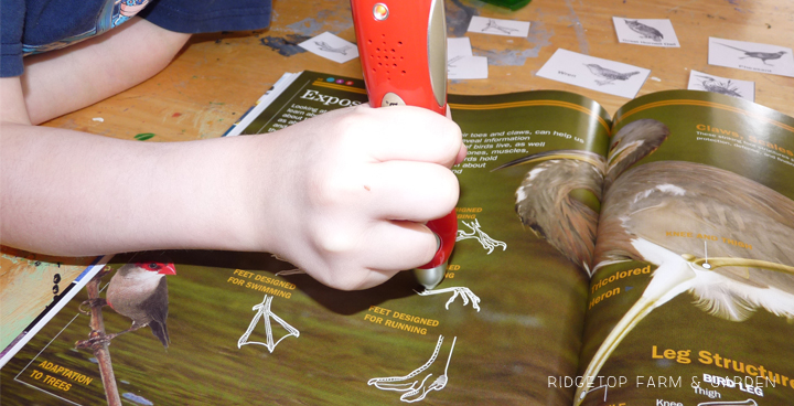 Ridgetop Farm and Garden | Home School | Animal Studies | Bird Feet