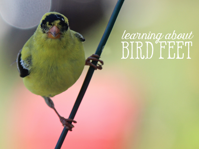 Ridgetop Farm and Garden | Home School | Animal Studies | Bird Feet