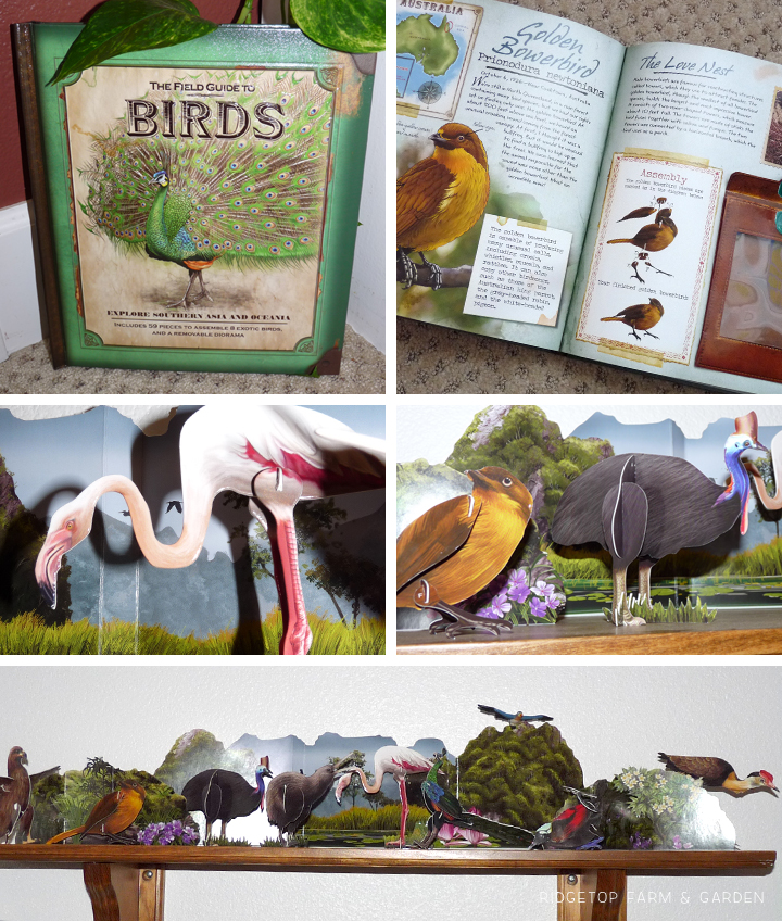 Ridgetop Farm and Garden | Home School | Animal Studies | Bird Display