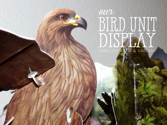 Ridgetop Farm and Garden | Home School | Animal Studies | Bird Display