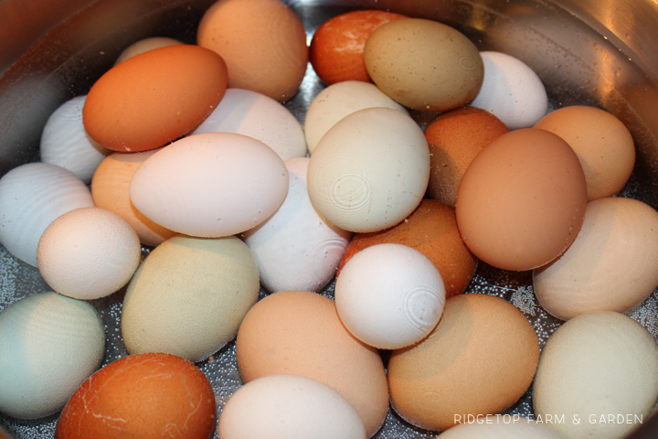 Ridgetop Farm and Garden | Hard Boiling Fresh Eggs