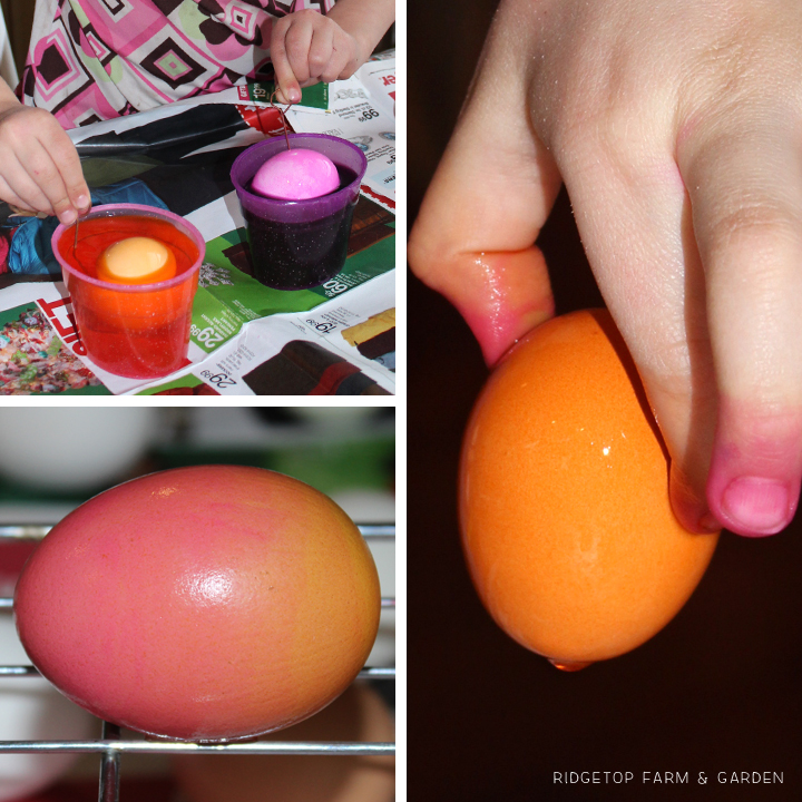 Ridgetop Farm and Garden | Trying out egg dye kits