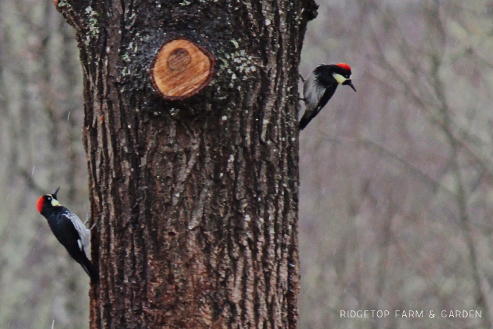 Ridgetop Farm and Garden | Great Backyard Bird Count | Acorn Woodpecker