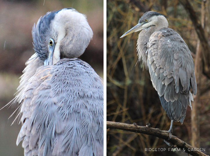 Ridgetop Farm and Garden | Great Backyard Bird Count | Great Blue Heron