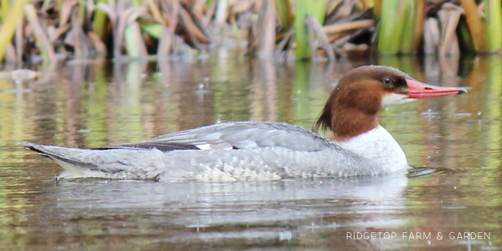 Ridgetop Farm and Garden | Great Backyard Bird Count | Common Merganser