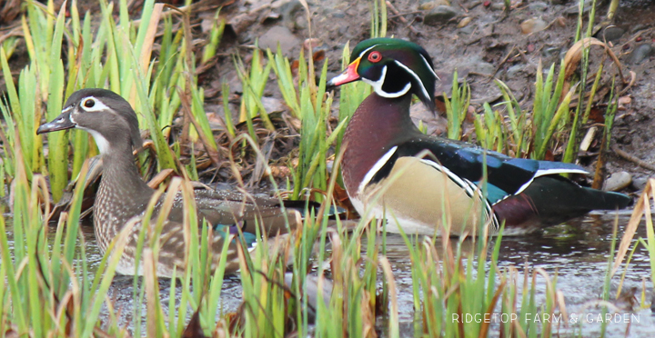 Ridgetop Farm and Garden | Great Backyard Bird Count | Wood Duck