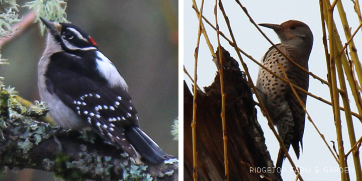 Ridgetop Farm and Garden | Great Backyard Bird Count | Downy Woodpecker | Northern Flicker