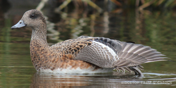 Ridgetop Farm and Garden | Great Backyard Bird Count | American Wigeon