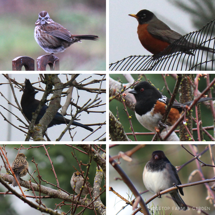 Ridgetop Farm and Garden | Great Backyard Bird Count | 2016